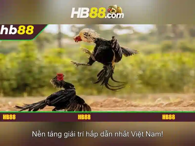 HB88: Tổng quan về nền tảng chơi giải trí trực tuyến